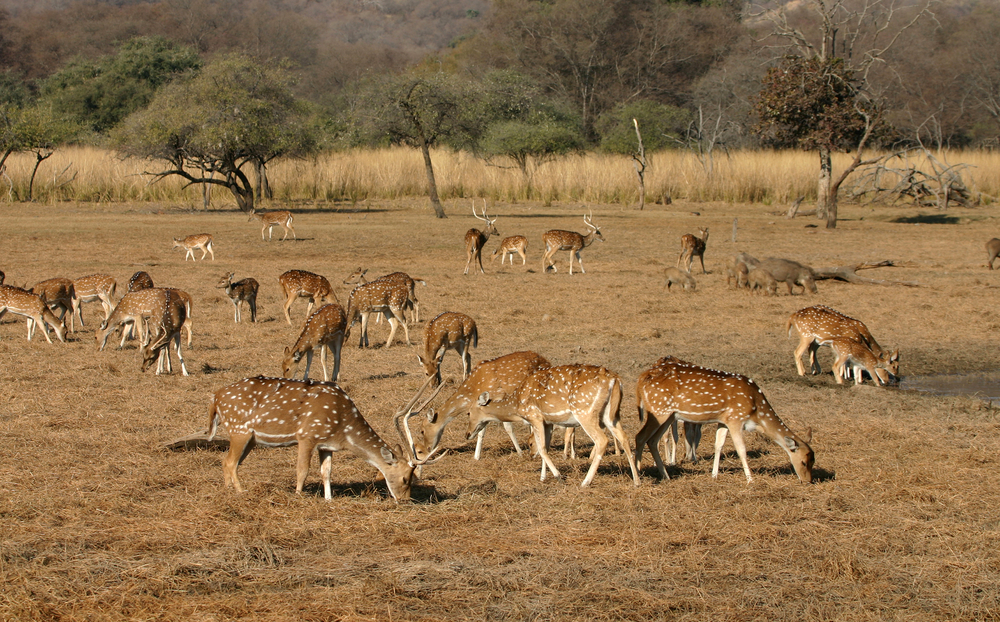 Wildlife Tours in India with Desert Festival Tours in India